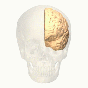 Anterior cingulate gyrus